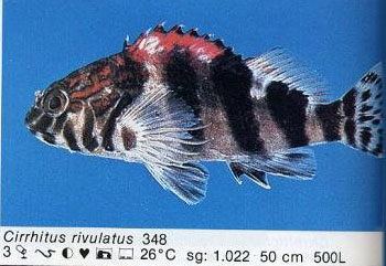 Cirrhitus rivulatus